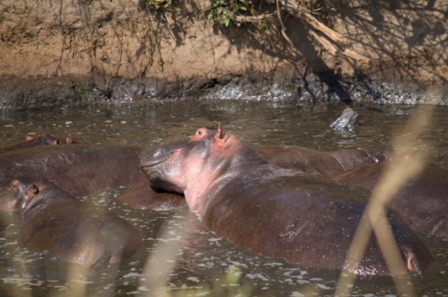 Hipopótamos en Parque Nacional del Serengeti