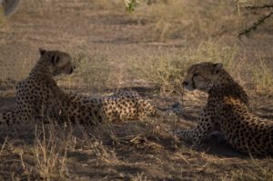 Leopardos a la sombra en Serengeti