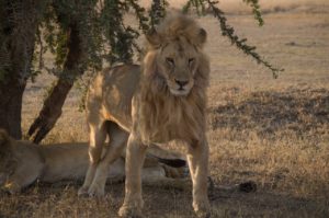 león en parque del Serengeti